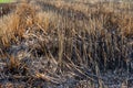 Close up burned field in the countryside and dried grass Royalty Free Stock Photo