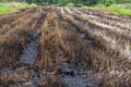 Close up burned field in the countryside and dried grass Royalty Free Stock Photo