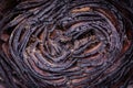 Close-up of a burnt palm trunk showing charred Royalty Free Stock Photo