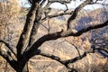 Close up of a burnt tree