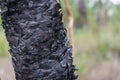 Close up of burnt tree trunk. Forest wildfire nature background Royalty Free Stock Photo