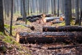 close up of burnt tree trunks in a forest