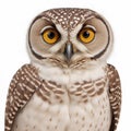 close up of a burrowing owl is isolated on a white background AI-Generated