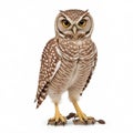 close up of a burrowing owl\'s full body is isolated on a white background AI-Generated