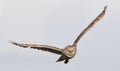 Close up of Burrowing owl (Athene cunicularia) flying at camera, yellow eyes intensely staring, with grey sky background