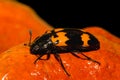 Burying Beetle Close up Royalty Free Stock Photo