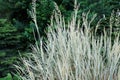 Close-up of a bush blue oat grass Helictotrichon sempervirens ne