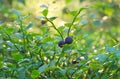 Close up of a bush of blueberries with berries in a summer