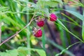 Close-up of the bush branch with red ripe raspberries in the fruit garden in summer season on green leaves background. Royalty Free Stock Photo