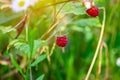 Close-up of the bush branch with red ripe raspberries in the fruit garden in summer season on green leaves background. Royalty Free Stock Photo