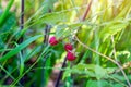 Close-up of the bush branch with red ripe raspberries in the fruit garden in summer season on green leaves background. Royalty Free Stock Photo