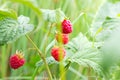 Close-up of the bush branch with red ripe raspberries in the fruit garden in summer season on green leaves background. Royalty Free Stock Photo