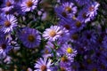 Close up of bush of bright purple daisies. purple floral background