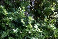 Close-up of bush brunch with small fresh green leaves. Decorative gardening, beauty of nature concept Royalty Free Stock Photo