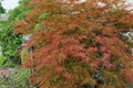 Close-up of a bush of decorative red maple Acer japonicum in the Royalty Free Stock Photo