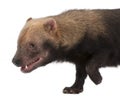 Close-up of Bush Dog, Speothos venaticus Royalty Free Stock Photo