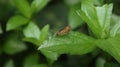 Close up of a bush hopper butterfly perched top of a wild leaf Royalty Free Stock Photo