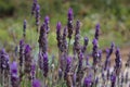 Lavender flower bush with green field in the background Royalty Free Stock Photo