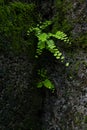 Close up of Bush Maidenhair Fern or Common Maidenhair Fern (Adiantum aethiopicum)