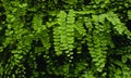 Close up of Bush Maidenhair Fern or Common Maidenhair Fern (Adiantum aethiopicum) Royalty Free Stock Photo