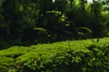 Close up of Bush Maidenhair Fern or Common Maidenhair Fern (Adiantum aethiopicum)