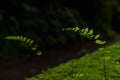 Close up of Bush Maidenhair Fern or Common Maidenhair Fern (Adiantum aethiopicum)