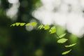 Close up of Bush Maidenhair Fern or Common Maidenhair Fern (Adiantum aethiopicum)