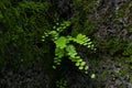 Close up of Bush Maidenhair Fern or Common Maidenhair Fern (Adiantum aethiopicum)