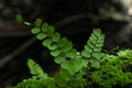 Close up of Bush Maidenhair Fern or Common Maidenhair Fern (Adiantum aethiopicum) Royalty Free Stock Photo