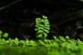 Close up of Bush Maidenhair Fern or Common Maidenhair Fern (Adiantum aethiopicum) Royalty Free Stock Photo