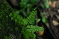 Close up of Bush Maidenhair Fern or Common Maidenhair Fern (Adiantum aethiopicum)