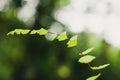 Close up of Bush Maidenhair Fern or Common Maidenhair Fern (Adiantum aethiopicum)