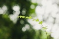Close up of Bush Maidenhair Fern or Common Maidenhair Fern (Adiantum aethiopicum) Royalty Free Stock Photo