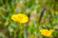 Close up of Bush poppy Dendromecon rigida wildflower, California