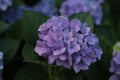 bush of Purple and blue refreshing spring time Hydrangea flowers in a cottage garden