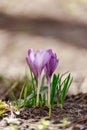 Close-up of a bush of purple crocus flowers. Macro photography of flowers on the lawn in the backlight of the sun. Spring morning