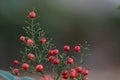 Close-up of a bush of red berries on a green background. Beautiful natural background Royalty Free Stock Photo