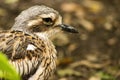 Close up of a Bush Stone-Curlew Royalty Free Stock Photo