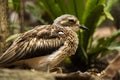 Close up of a Bush Stone-Curlew Royalty Free Stock Photo