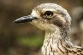 Close up of a Bush Stone-Curlew Royalty Free Stock Photo