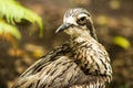 Close up of a Bush Stone-Curlew Royalty Free Stock Photo