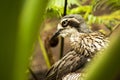 Close up of a Bush Stone-Curlew Royalty Free Stock Photo