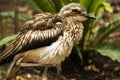 Close up of a Bush Stone-Curlew Royalty Free Stock Photo