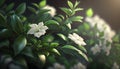 a close up of a bush with white flowers and green leaves in the sunlight with a blurry background of the leaves and flowers in