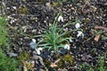 Close-up of a bush of white snowdrops growing on loose soil. View from above