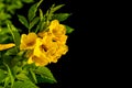 Bush of Yellow elder, Trumpetbush or Trumpet Flower on the branch isolated on black Royalty Free Stock Photo