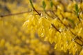 Close up bush of yellow flowers of Forsythia plant concept photo. Easter tree. Blurred background