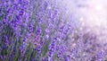 Close up Bushes of lavender purple aromatic flowers at lavender field