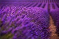 Close up Bushes of lavender purple aromatic flowers