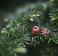 Close up of bushes with multiple green leaves in garden